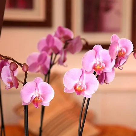 Chez Madame Cailleau