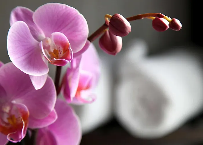 Castel De Siam Affittacamere 3*