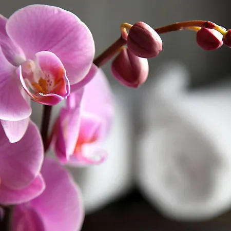 Castel De Siam 招待所 3*