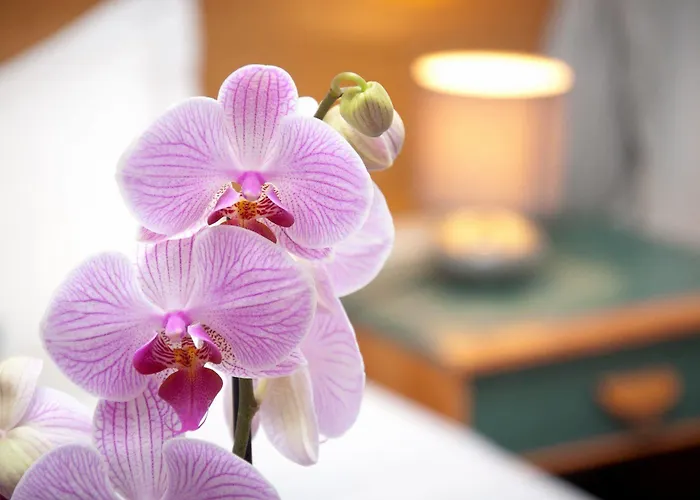 Castel De Siam Guest house